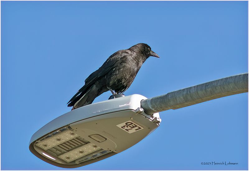 K3316105-American Crow.jpg