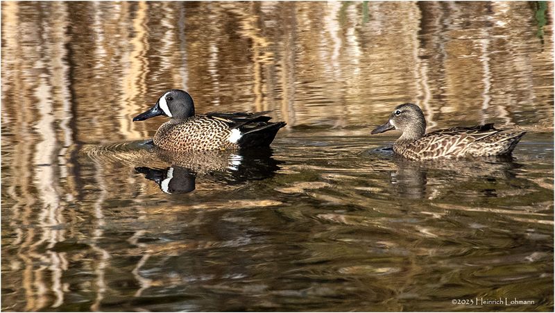 K4230822-Pair of Blue-wimged Teal.jpg