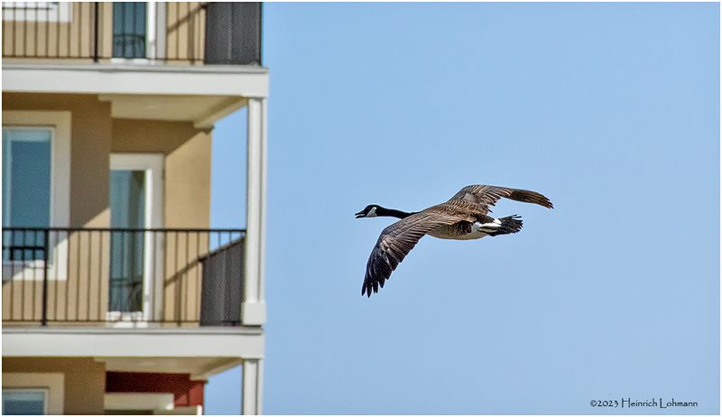 K4230974-Canada Goose.jpg