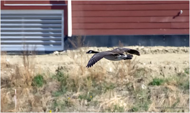 K4230978-Canada Goose.jpg