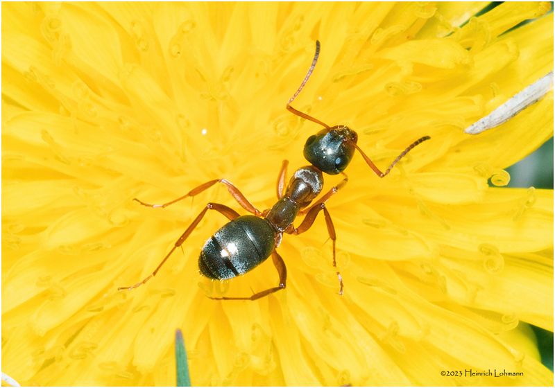 KF000142-Ant.jpg