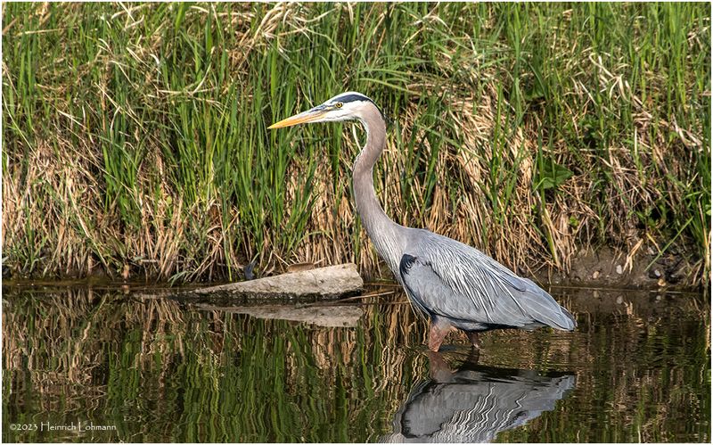 K3316608-Great Blue Heron.jpg