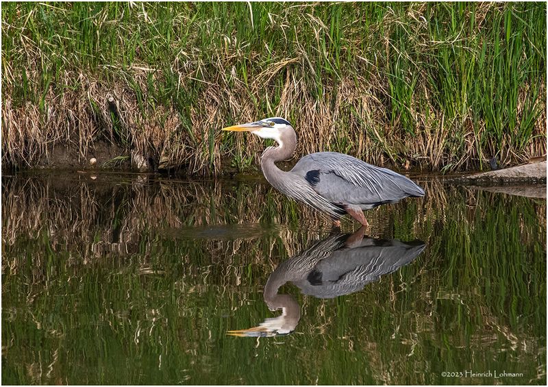 K4232154-Great Blue Heron.jpg
