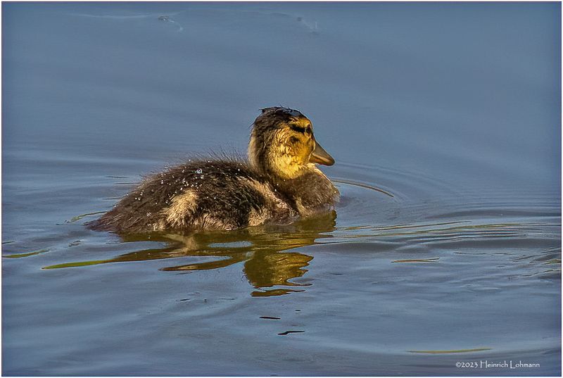 K4232144-Duckling.jpg