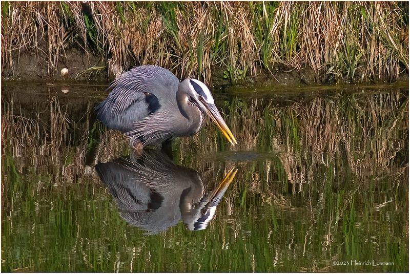 K4232162-Great Blue Heron.jpg