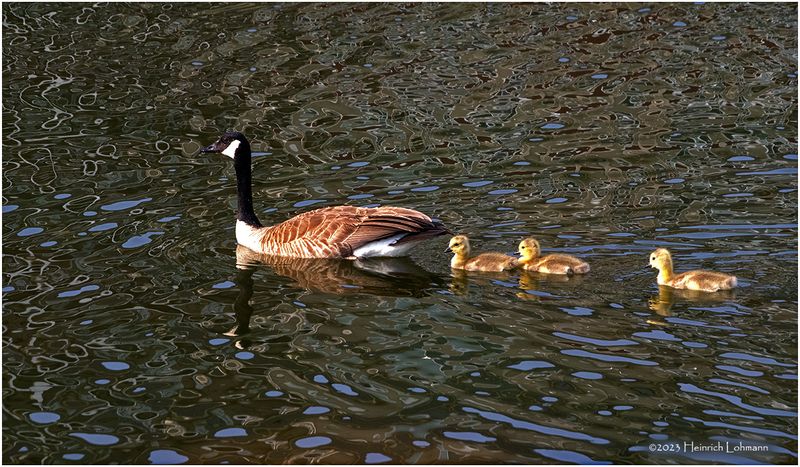 K4232211-Canada Geese.jpg