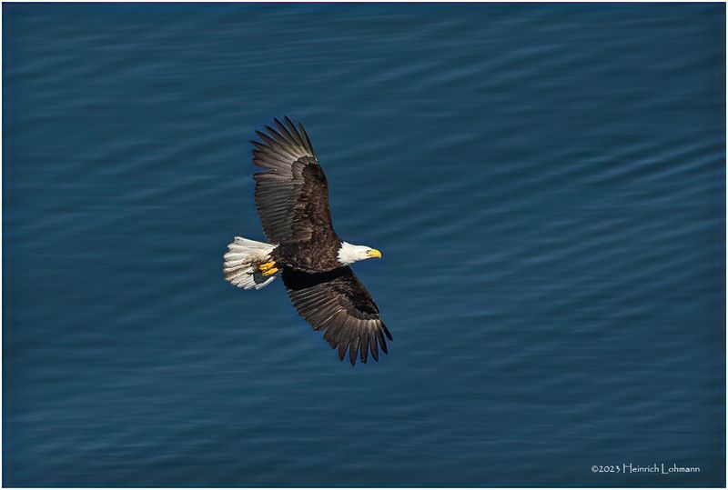 K4231565-BaldEagle.jpg