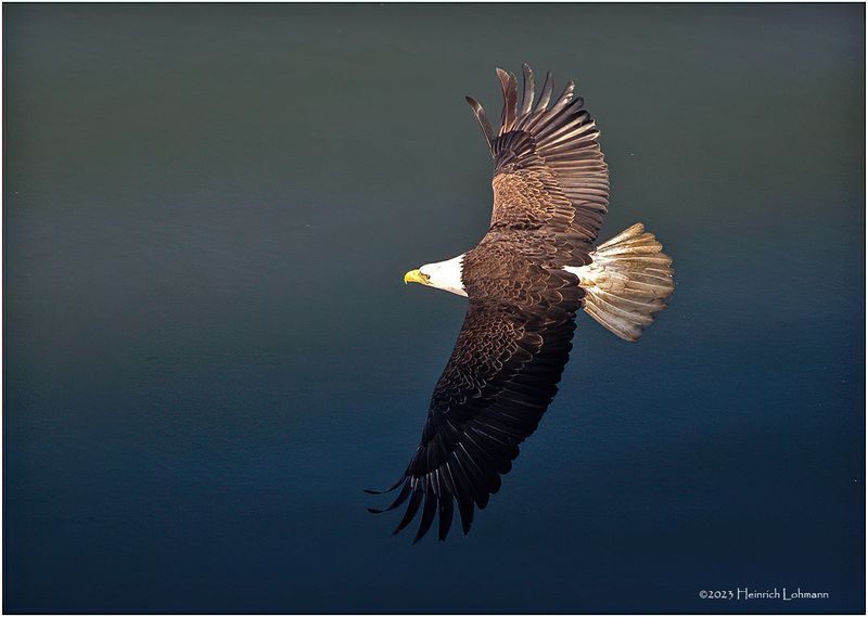 K4231617-Bald Eagle Eagle.jpg