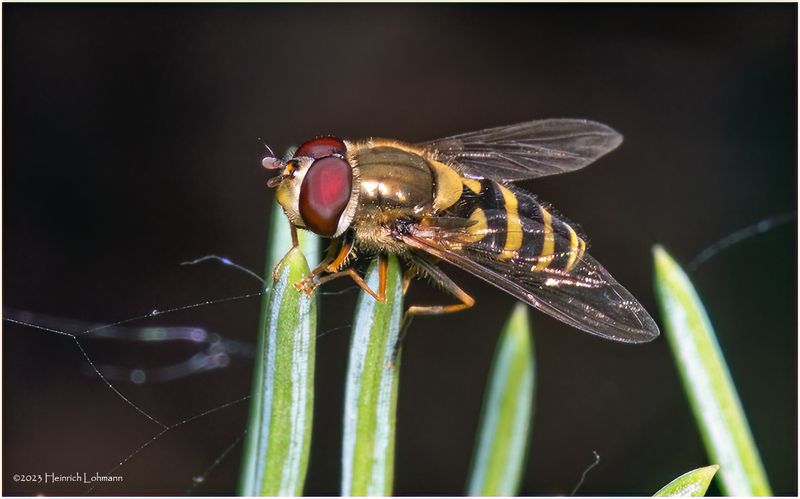 KF000289-American Hover Fly.jpg