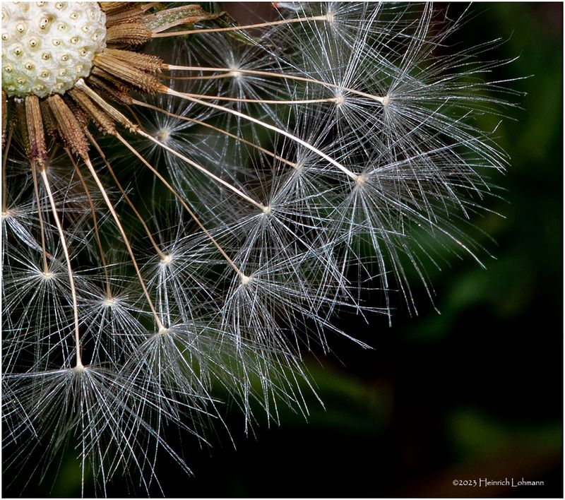 KF000352-Dandelions seed.jpg