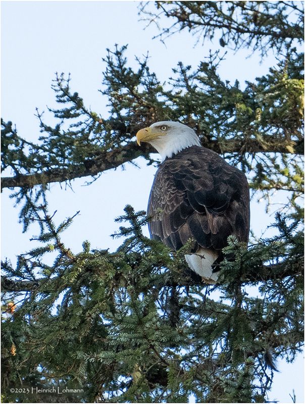 DSC09816-Bald Eagle.jpg