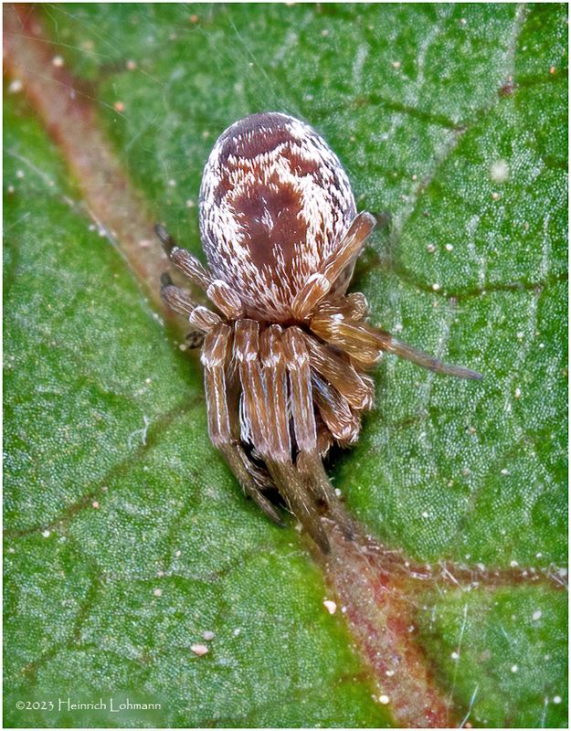 KF000579-tiny spider.jpg