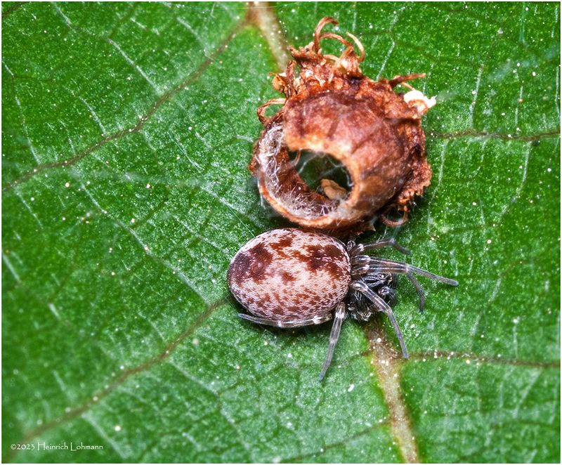 KF000528-Tiny spider.jpg