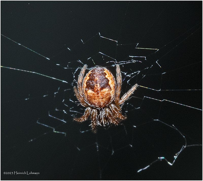 KF000511-tiny spider.jpg