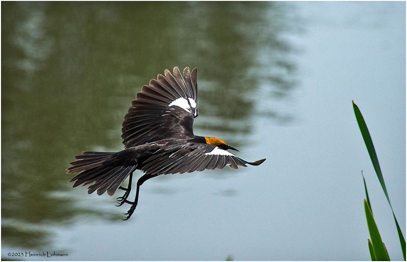 K4232304-Yellow-headed Blackbitd.jpg