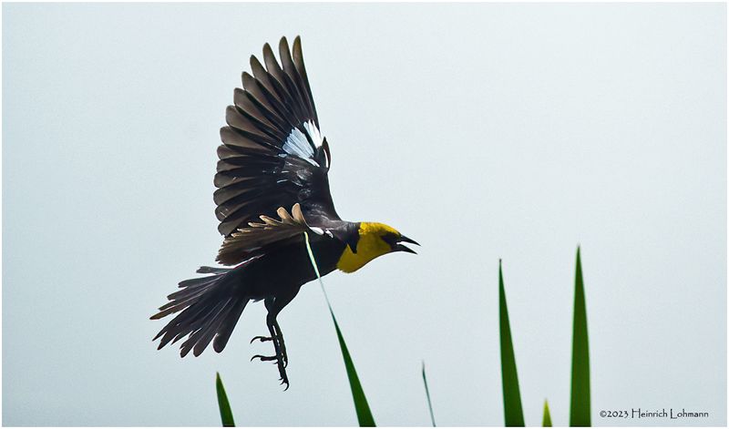 K4232308=Yellow-headed Blackbird.jpg