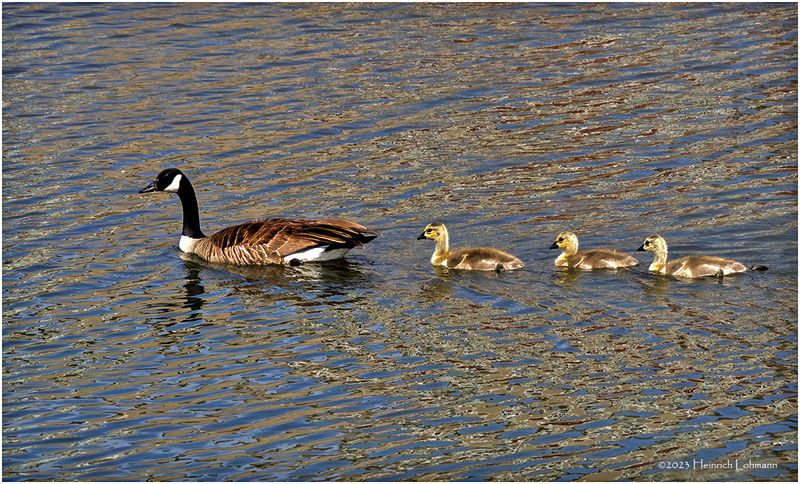 K4232326-Canada Geese.jpg