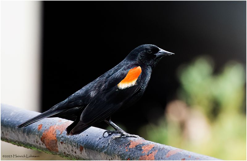 K4232387-Red-winged Blackbird-male.jpg