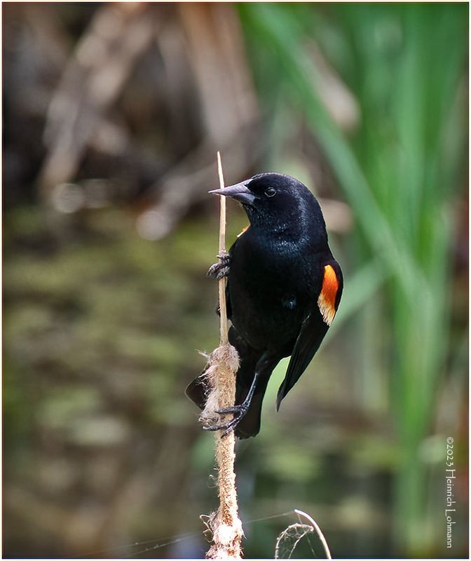 K4232403-Red-winged Blackbird-male.jpg