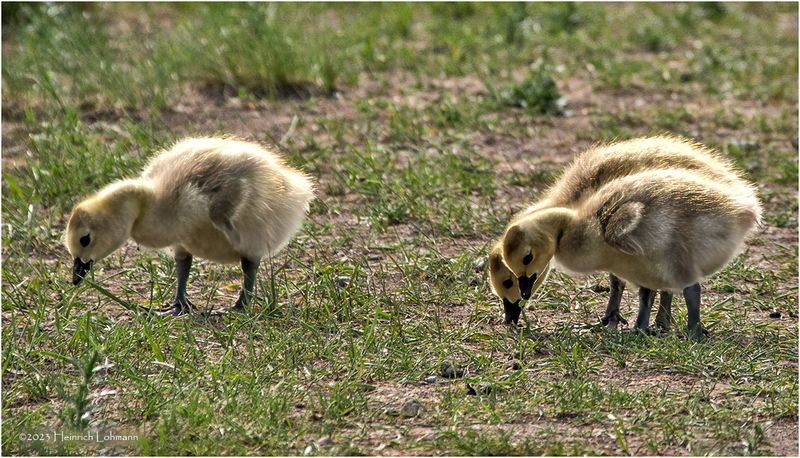 K3316658-Goslings.jpg