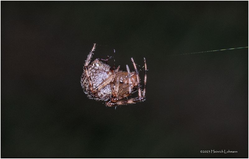 KF000683-tiny spider.jpg