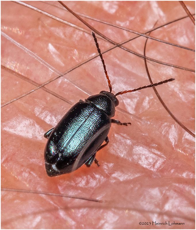KF000684-tiny beetle.jpg