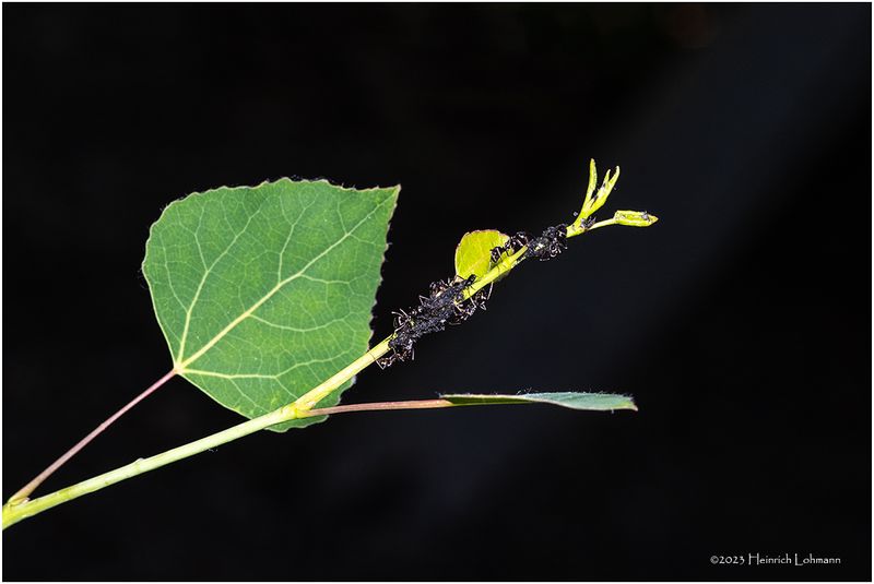KF000768-Ant Farm.jpg