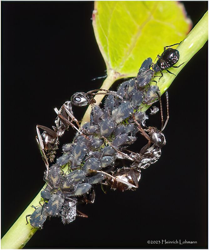 KF000731-Ant Farm.jpg