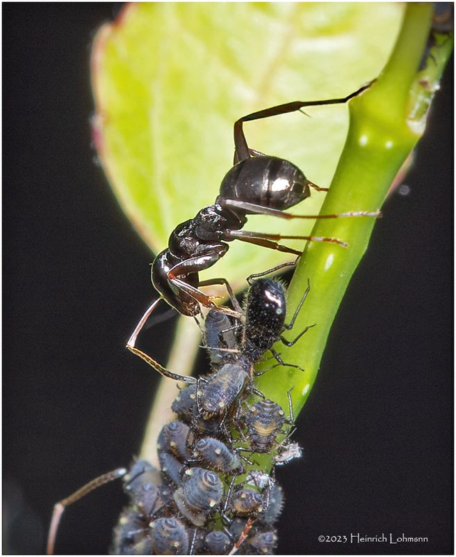 KF000767-Ant Farm.jpg
