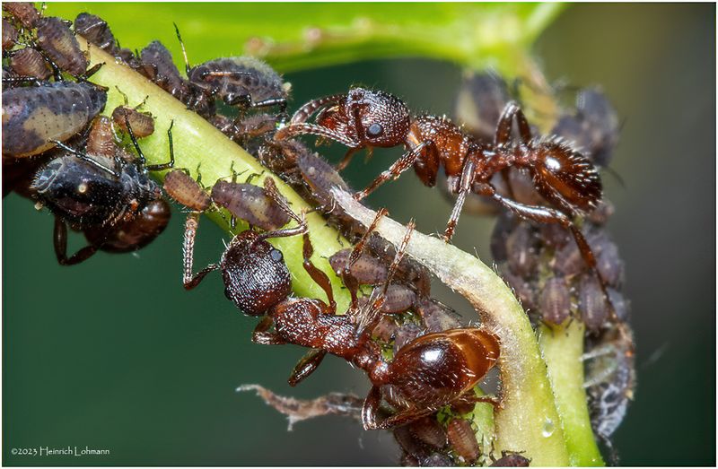 KF000875-Ant Farm.jpg