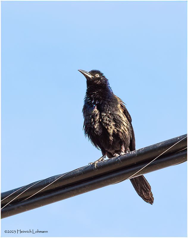 KF000815-Comm0n Grackle.jpg