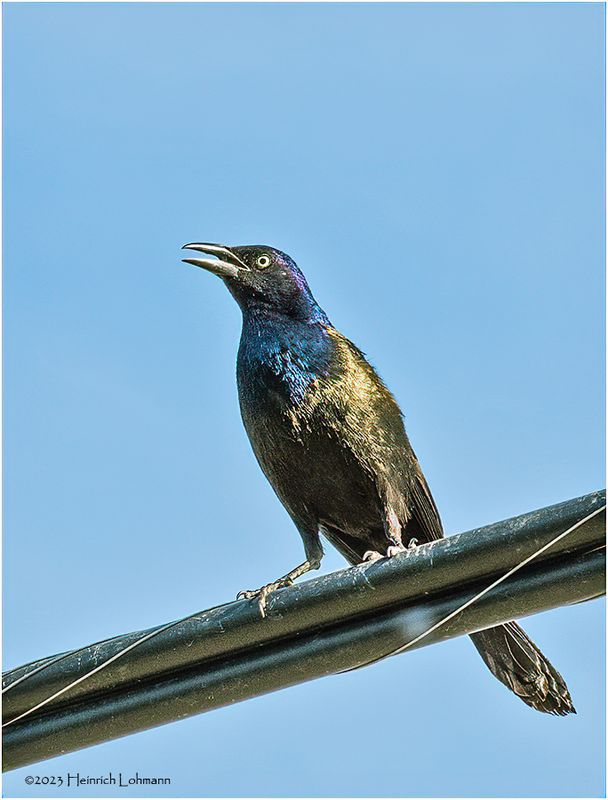 KF000817-Common Grackle.jpg