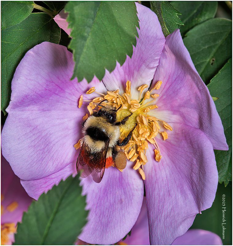 KF000951-Bumble Bee.jpg