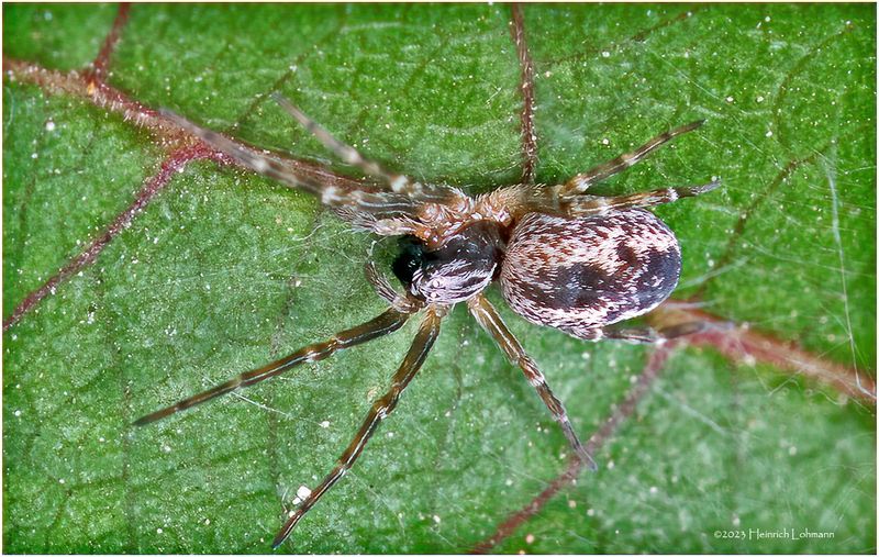 KF001036-tiny spider.jpg