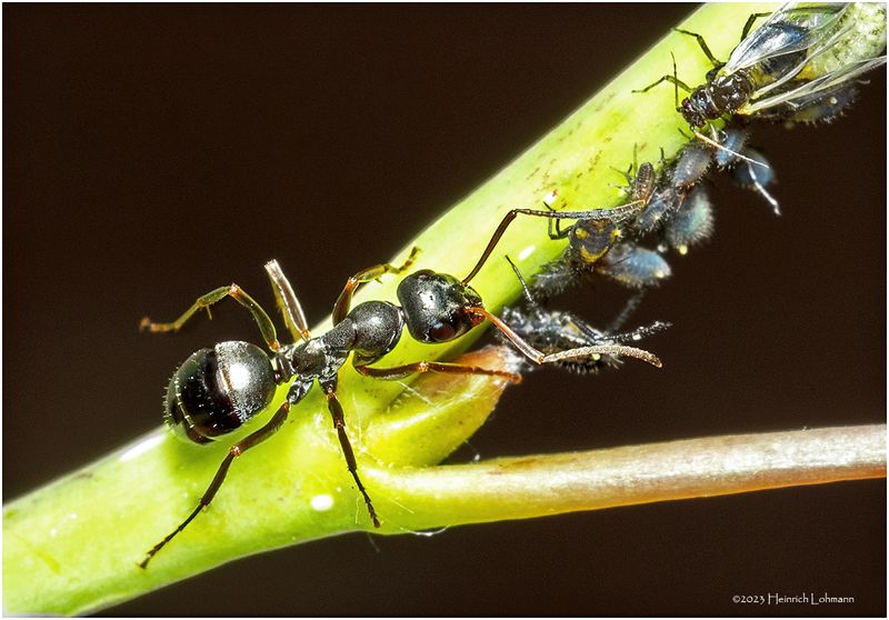 KF000981-Ant tending the flock.jpg