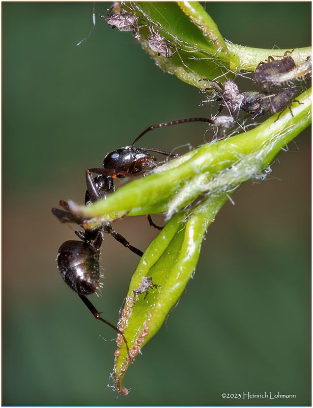 KF001005-Ant.jpg