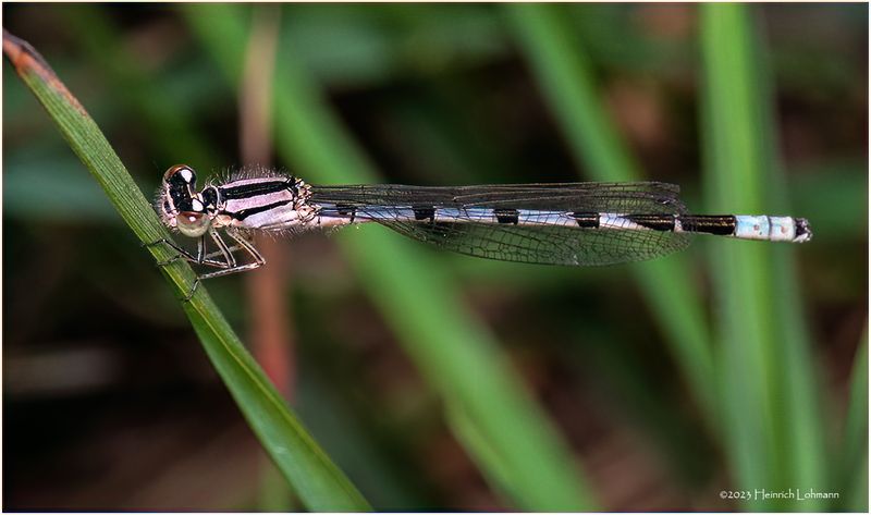 KF001099-Damsel Fly.jpg