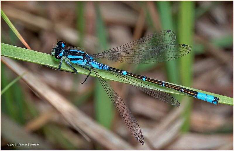 KF001101-Damsel Fly.jpg