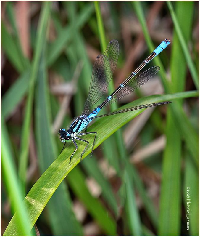 KF001102-Damsel Fly.jpg