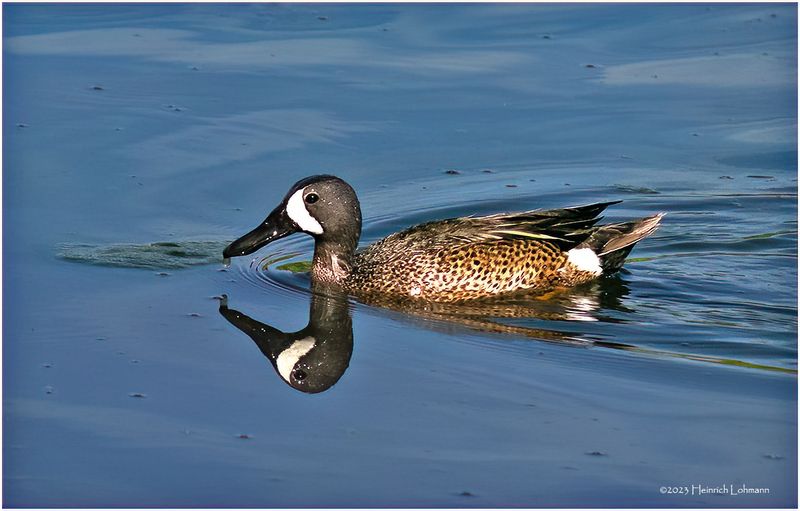 K4232446-Blue-winged Tral.jpg