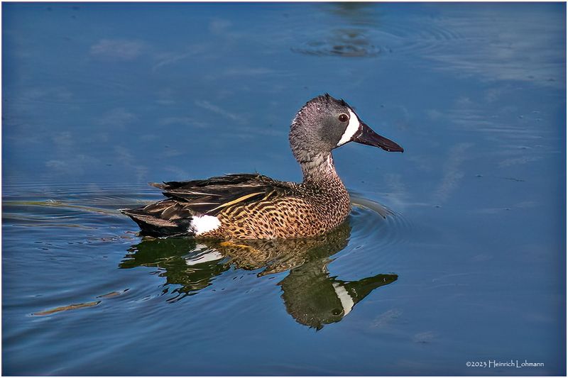 K4232466-Blue-winged Teal-male.jpg