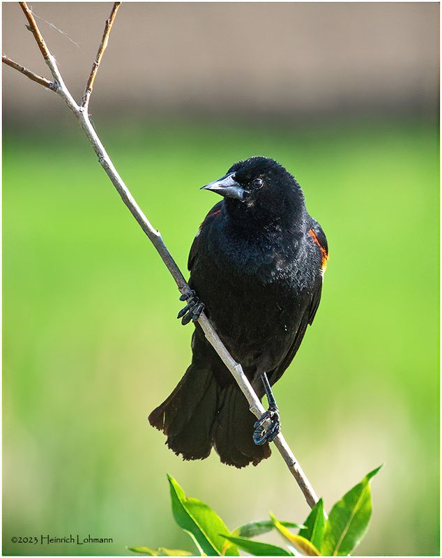 K4232542-Red-winged Blackbird.jpg