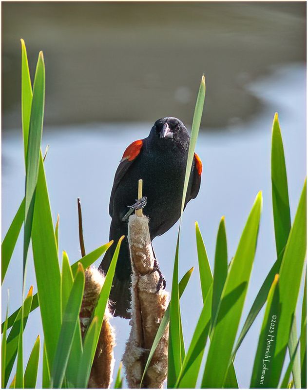 K4232580-Red-winged Blackbird-male.jpg