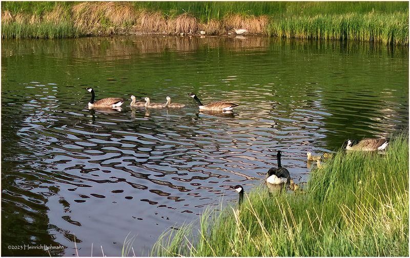 K4232653-Canada Geese.jpg