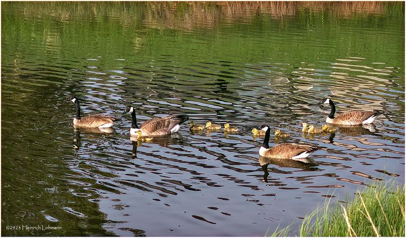 K4232669-Canada Geese.jpg