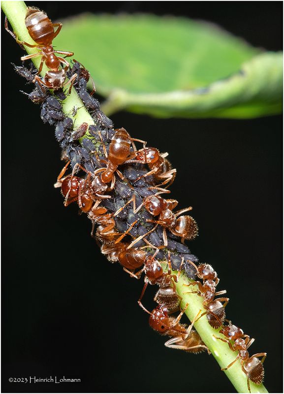 KF001142-Ant Farm.jpg