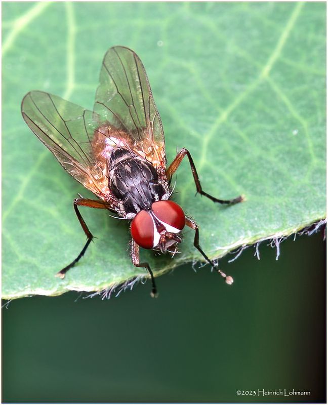 KF001155-unidentified fly.jpg