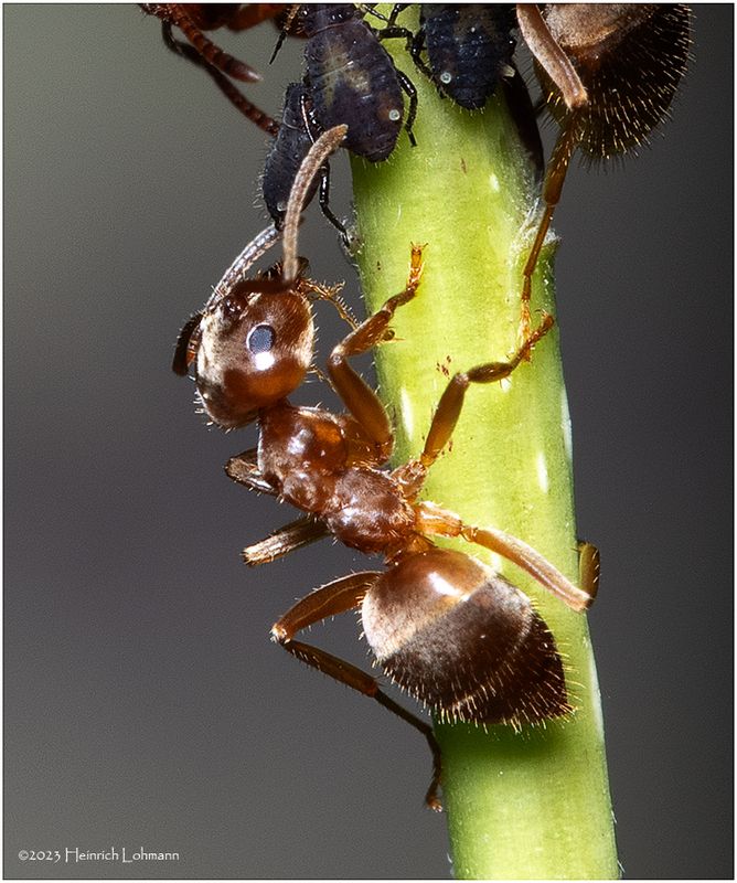 KF001163-Ant.jpg