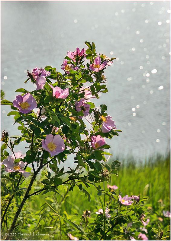 DSC09923-Wild Rose.jpg