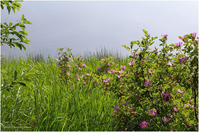 K4232685-Wild Roses.jpg